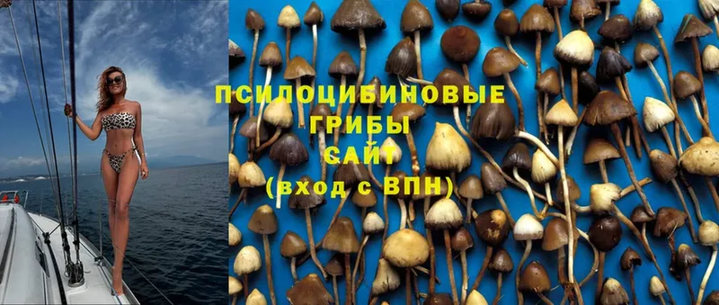 Псилоцибиновые грибы Psilocybine cubensis  Красавино 